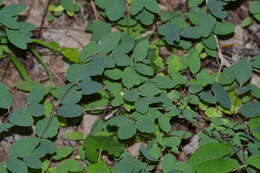 Image of Symphoricarpos albus var. albus