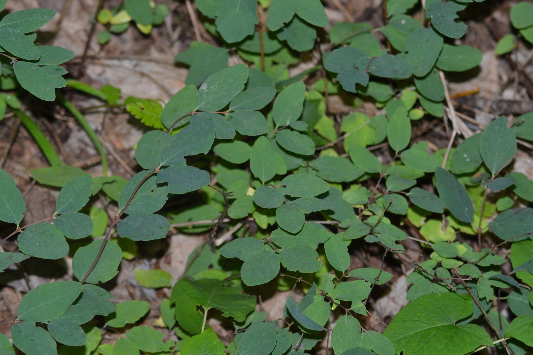 Image of Symphoricarpos albus var. albus