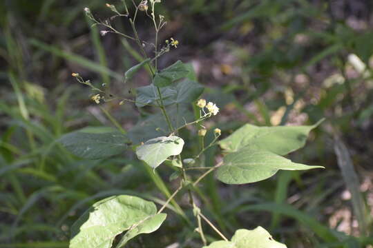 Image de Wissadula amplissima (L.) R. E. Fries