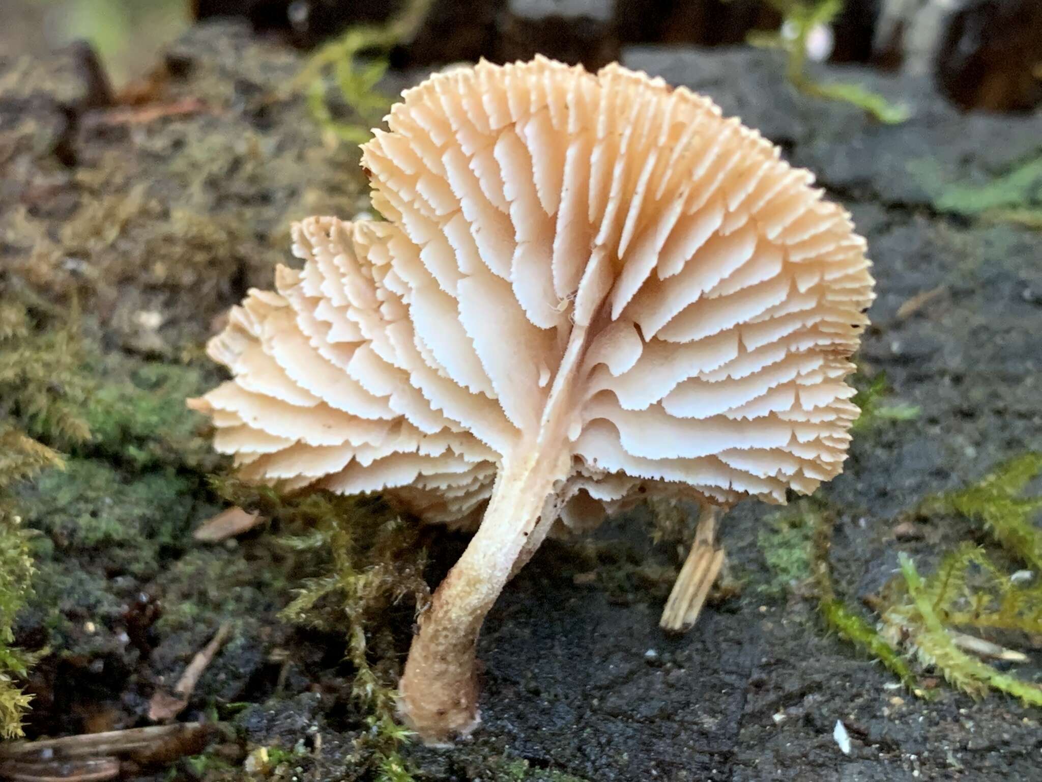 Image of Neolentinus kauffmanii (A. H. Sm.) Redhead & Ginns 1985