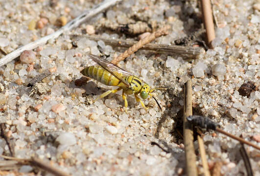 Sivun Bembecinus quinquespinosus (Say 1823) kuva