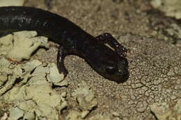 Image of Tehachapi Slender Salamander