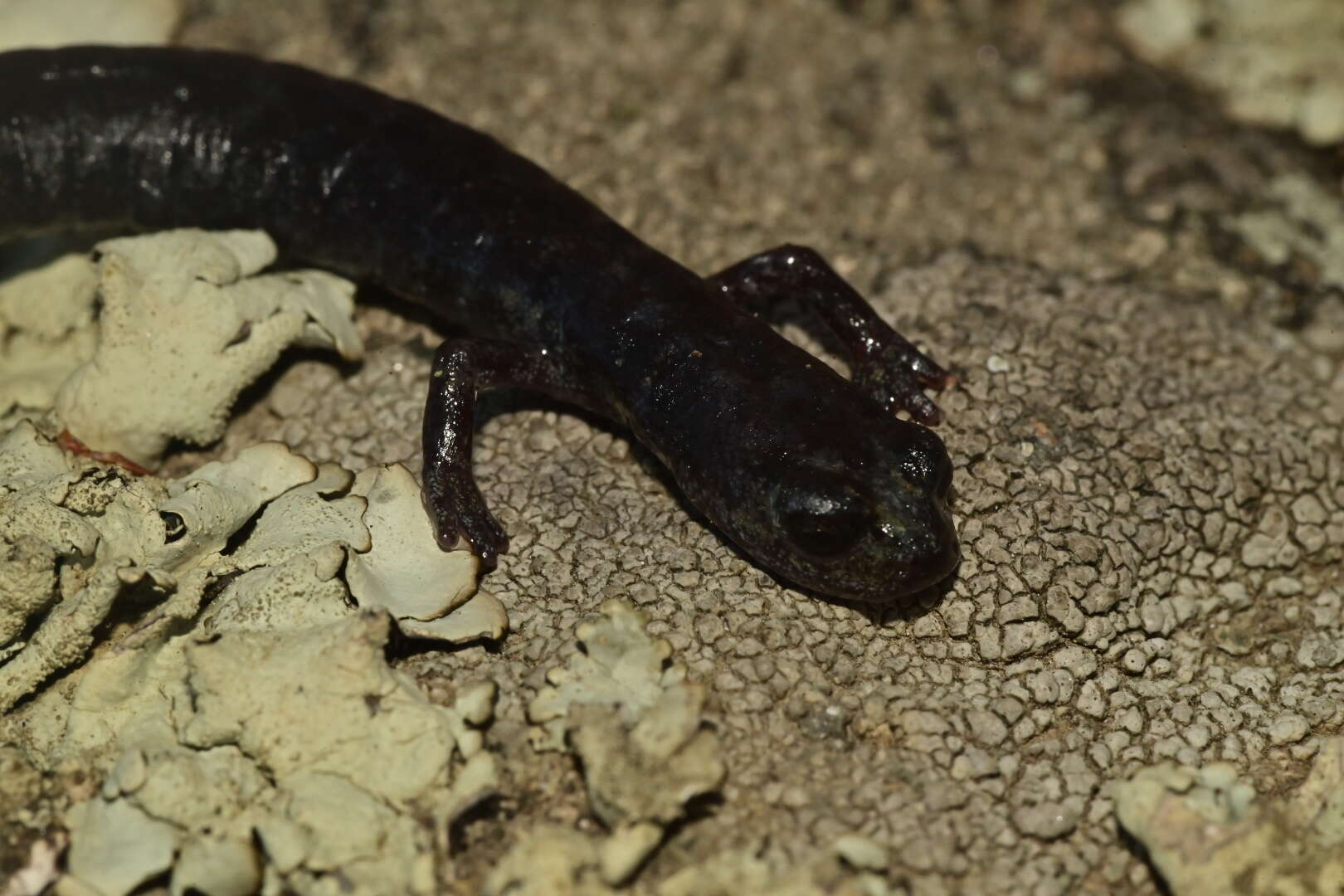 Image of Tehachapi Slender Salamander