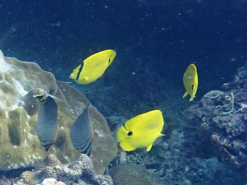 Image of Yellow Butterflyfish