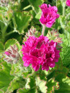 Imagem de Pelargonium domesticum Bailey