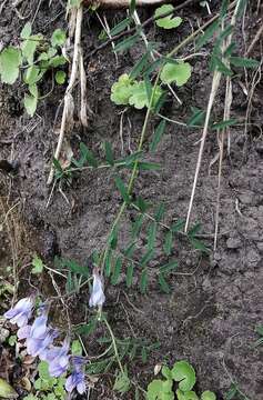 Image de Vicia andicola Kunth