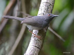 Image of Sharpe's Apalis