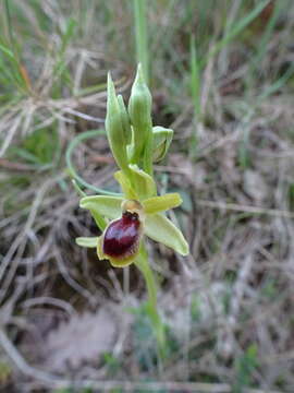 Image of Ophrys sphegodes subsp. araneola (Rchb.) M. Laínz