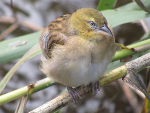 Image of Black-headed Weaver