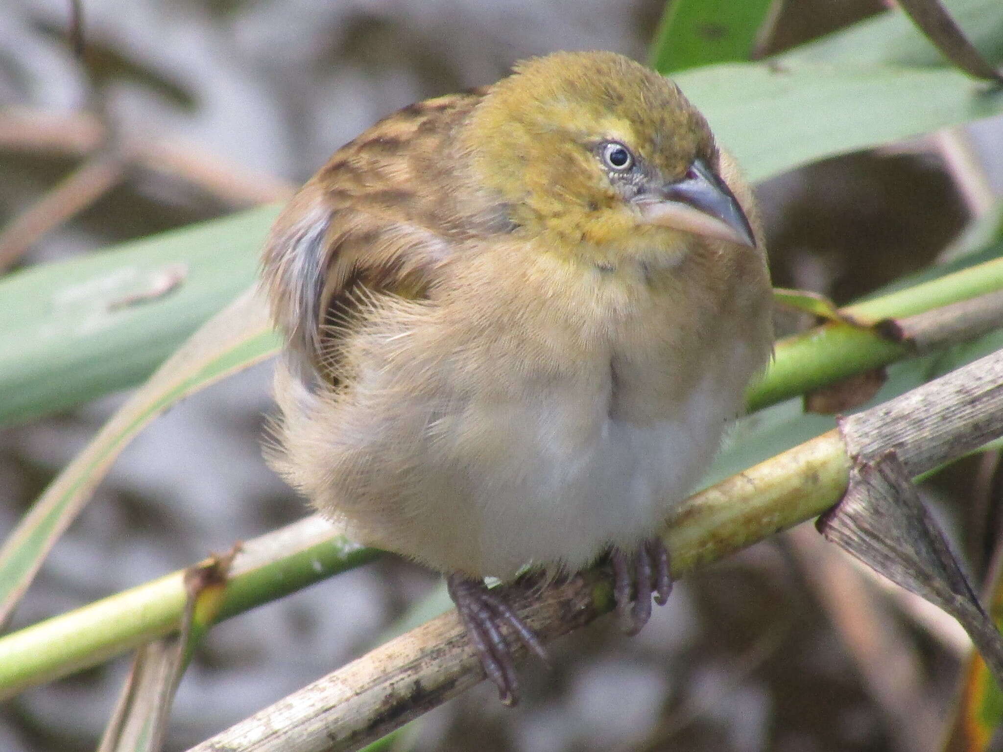 Image of Black-headed Weaver