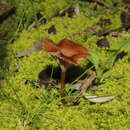 Image of Contumyces vesuvianus (V. Brig.) Redhead, Moncalvo, Vilgalys & Lutzoni 2002