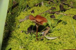 Plancia ëd Contumyces vesuvianus (V. Brig.) Redhead, Moncalvo, Vilgalys & Lutzoni 2002