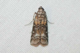 Image of Zimmerman Pine Moth