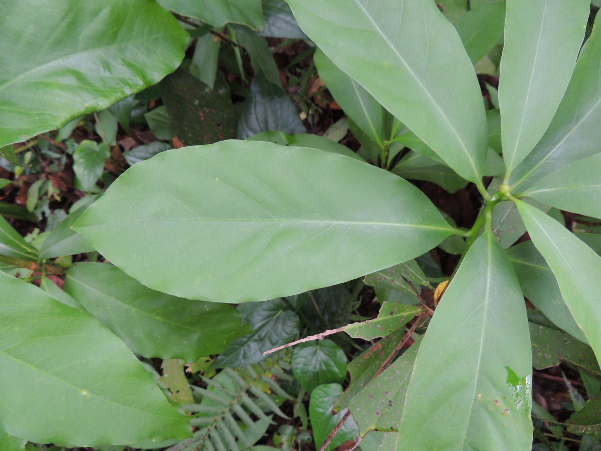 صورة Machilus japonica var. kusanoi (Hayata) J. C. Liao