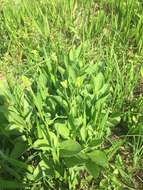 Image of rough coneflower