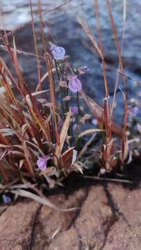 Image of net-veined bladderwort