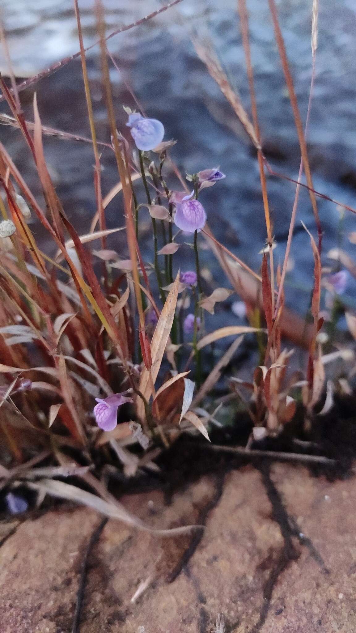 Image of Net Veined Bladderwort