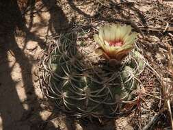 Image of Gymnocalycium pugionacanthum Backeb. ex H. Till