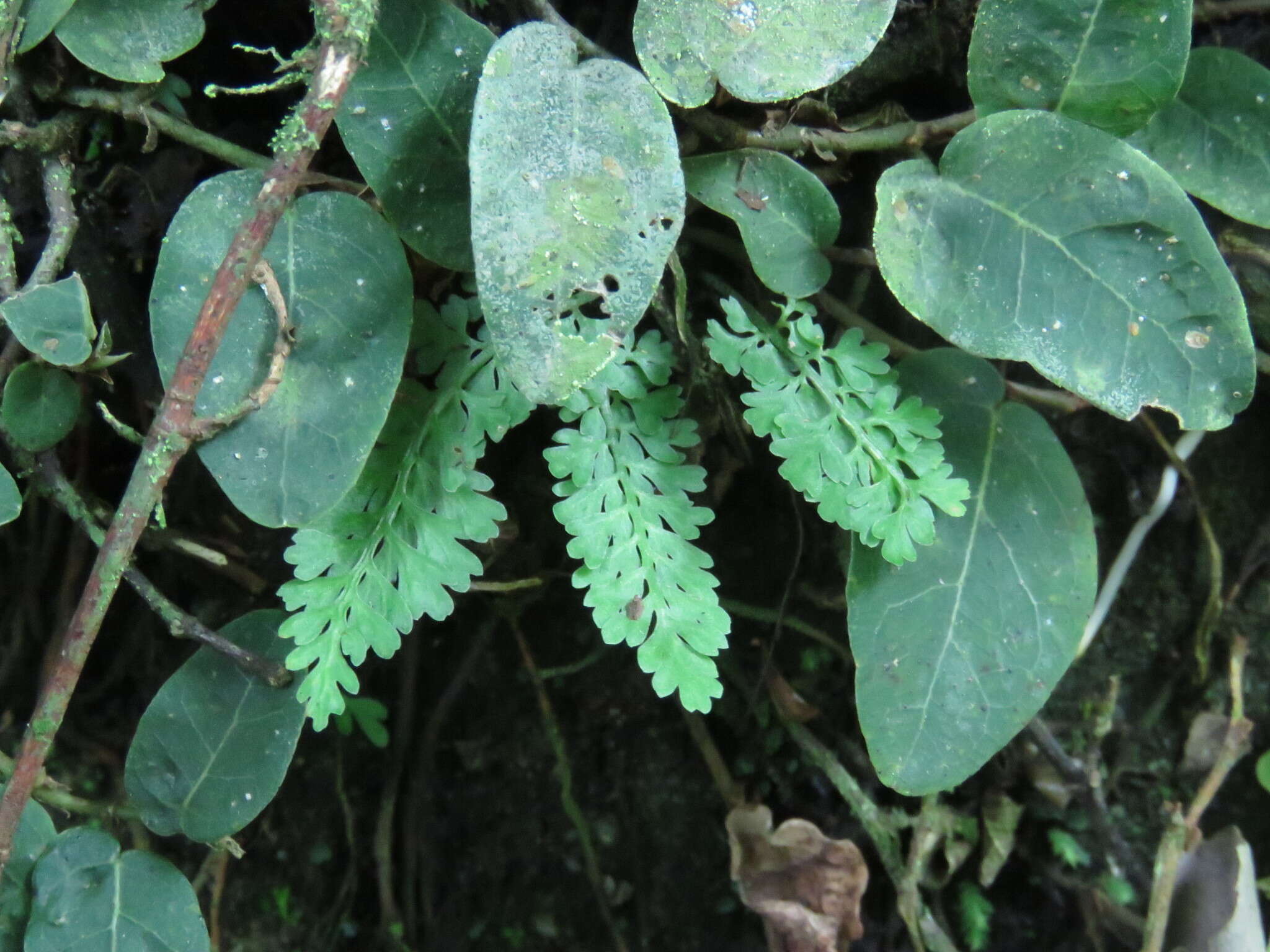 Image of Asplenium laciniatum subsp. tenuicaule (Hayata) Fraser-Jenk.