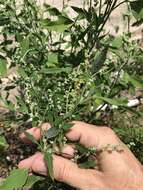 Image of pitseed goosefoot