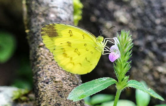 Image of Eurema andersoni (Moore 1886)