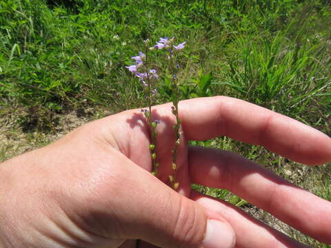 Plancia ëd Nuttallanthus canadensis (L.) D. A. Sutton