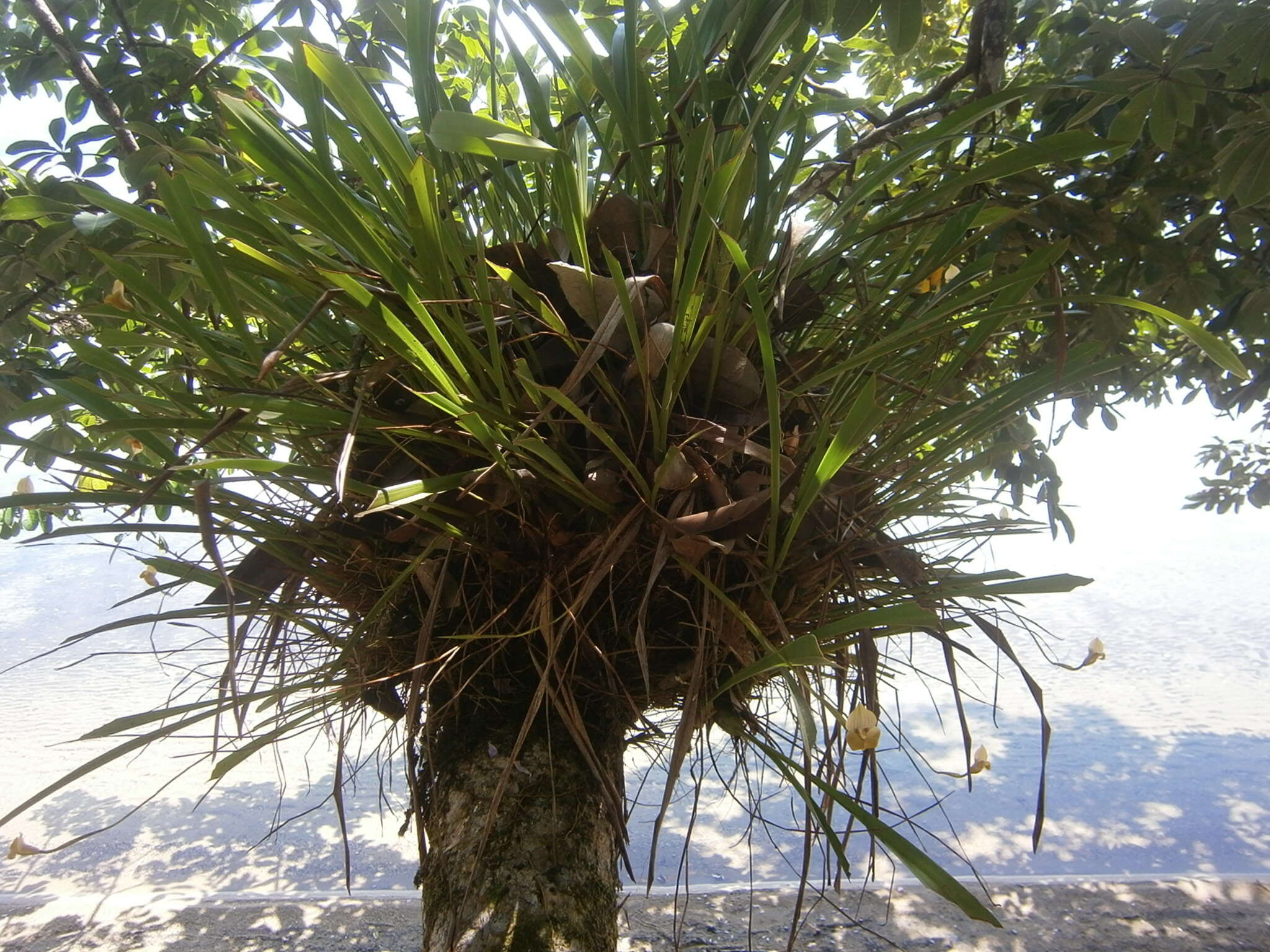 Image of Maxillaria egertoniana (Bateman ex Lindl.) Molinari