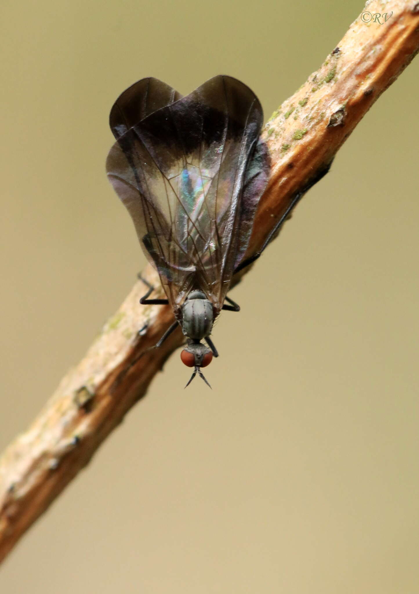 صورة Rhamphomyia marginata (Fabricius 1787)