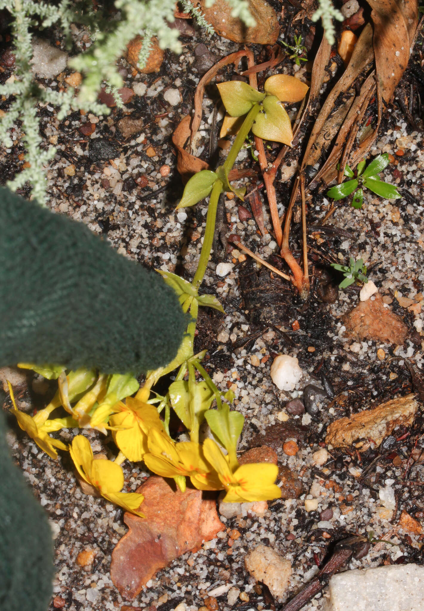 Image of Sebaea exacoides (L.) Schinz