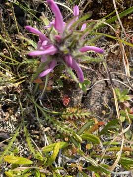 Image of Langsdorf's lousewort