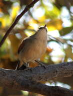 Sivun Tchagra senegalus kalahari (Roberts 1932) kuva