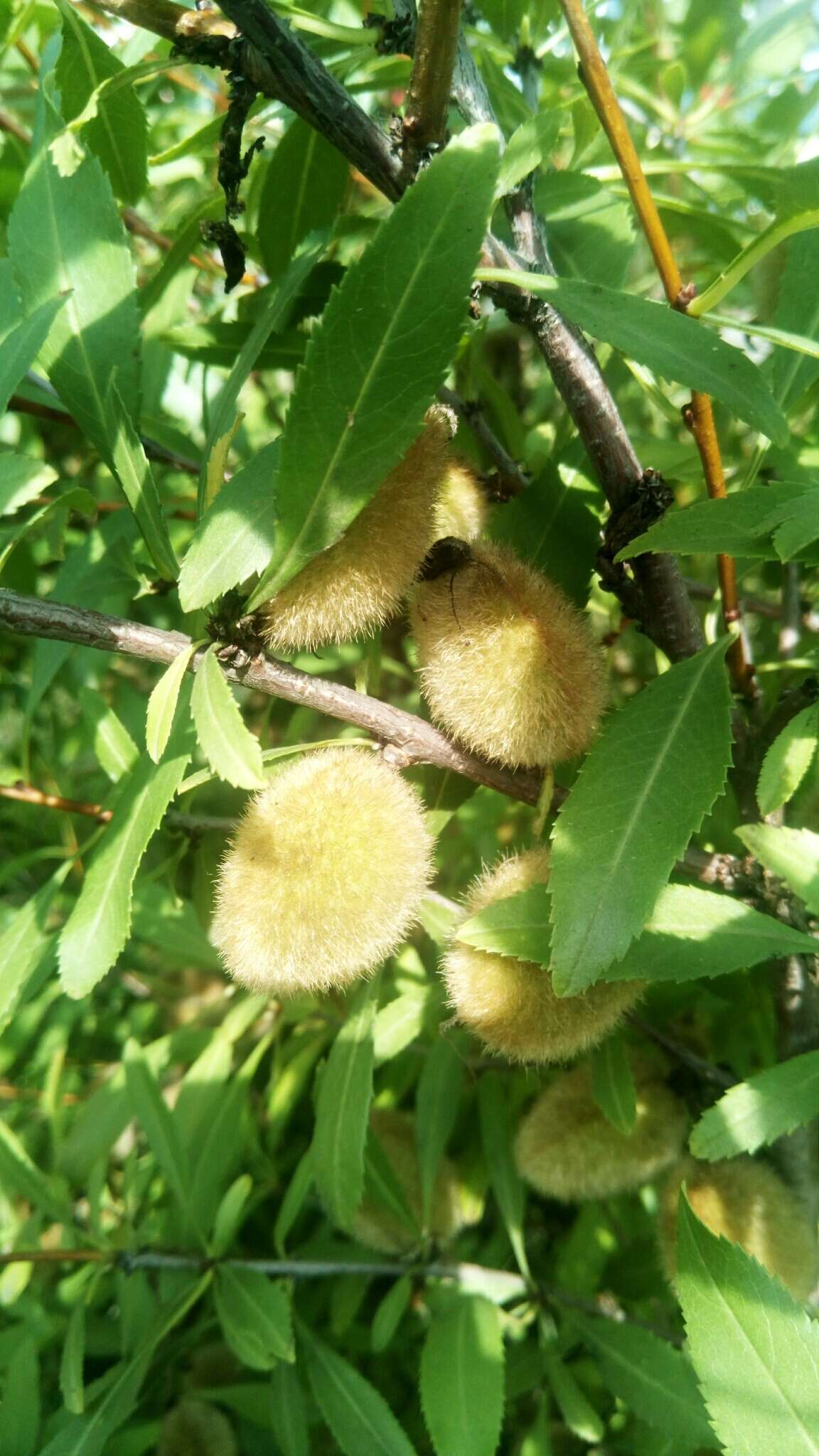 Image of dwarf Russian almond