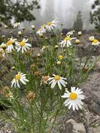 Image of Argyranthemum gracile Sch. Bip.