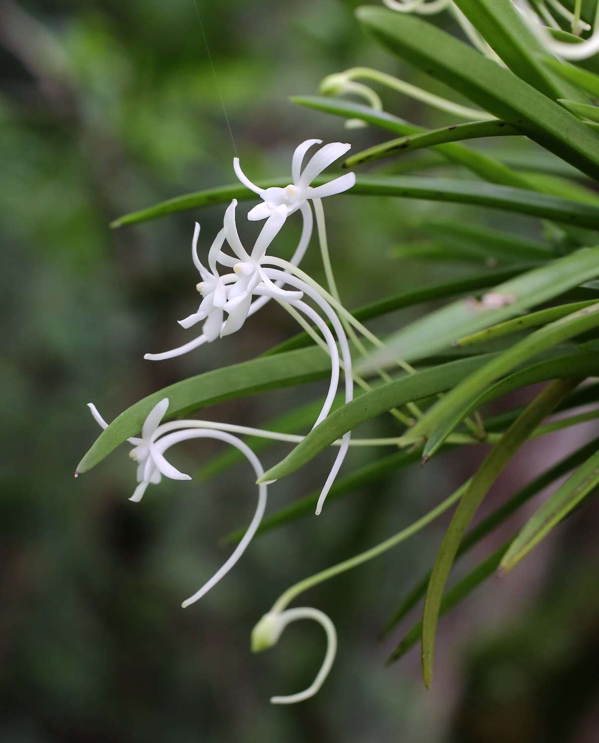 Image de Vanda falcata (Thunb.) Beer