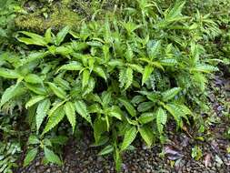 Image of Pilea angulata (Bl.) Bl.