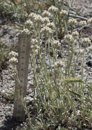 Imagem de Antennaria rosea subsp. confinis (Greene) R. J. Bayer