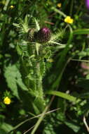 Imagem de Cirsium simplex C. A. Mey.