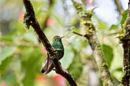 Image of Coppery-headed Emerald