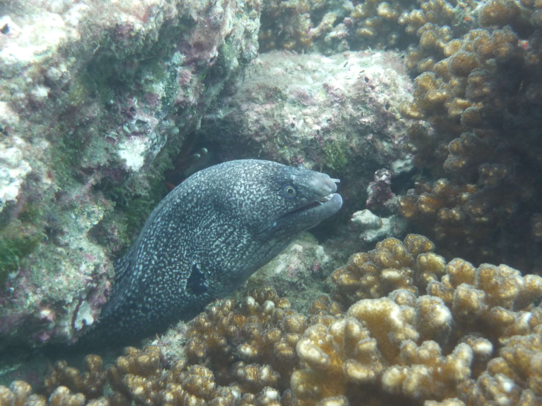 Image of Hourglass moray