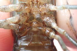 Image of Procambarus hirsutus Hobbs 1958