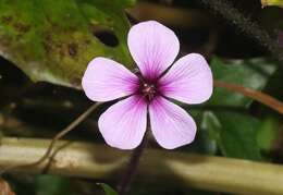 Image of Madiera cranesbill