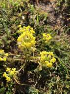 Image of Triphysaria versicolor subsp. faucibarbata (A. Gray) T. I. Chuang & L. R. Heckard