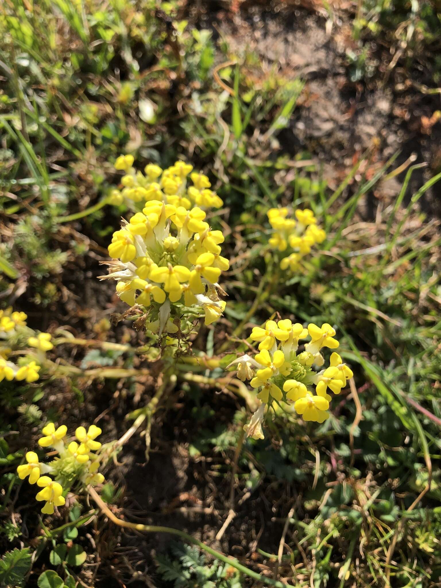 Image of Triphysaria versicolor subsp. faucibarbata (A. Gray) T. I. Chuang & L. R. Heckard