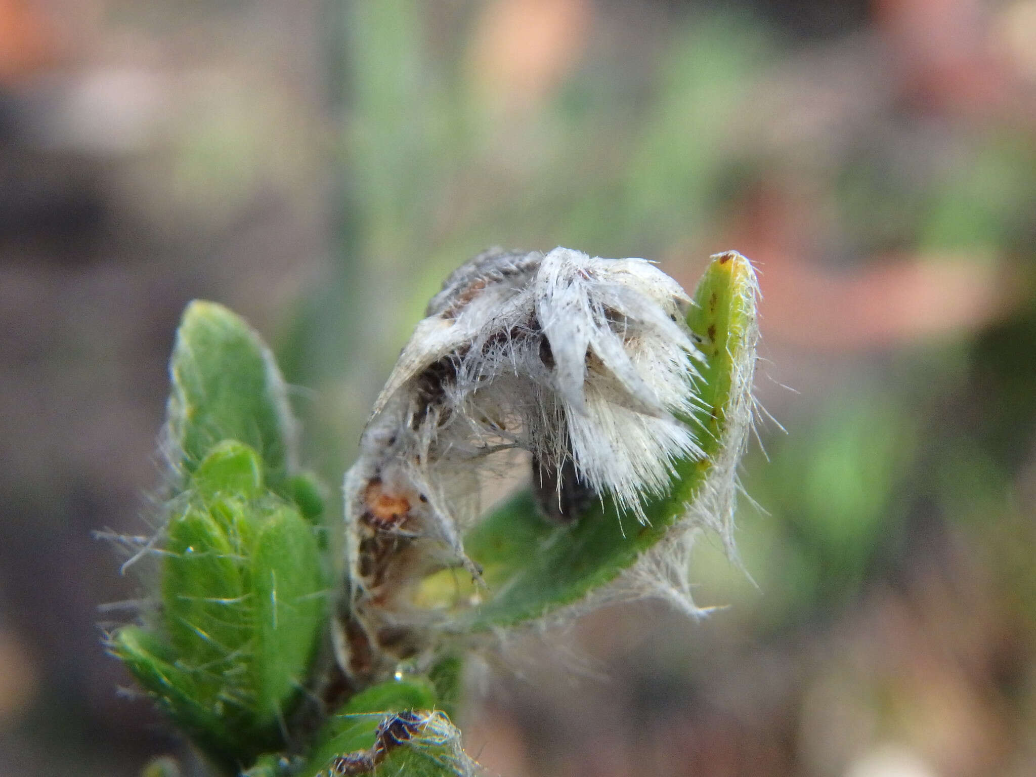 صورة Pimelea octophylla R. Br.