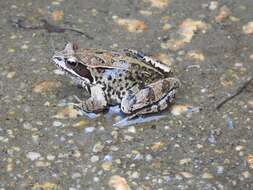 Image of Common frog