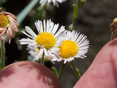 Image of running fleabane