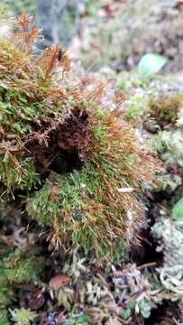 Image of tetraphis moss