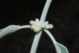 Image of Sideritis soluta subsp. gueimaris Négrin & P. Pérez