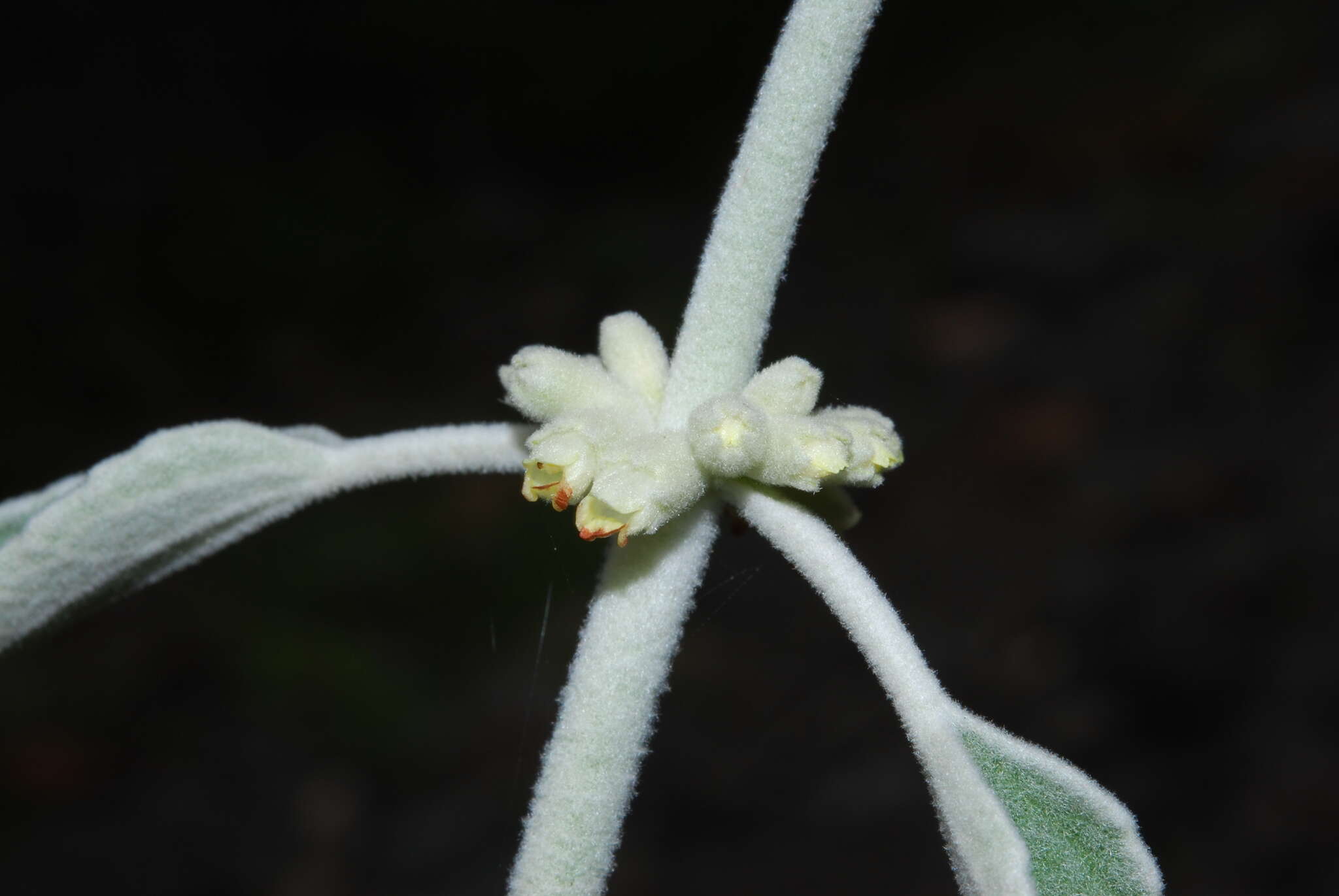 Image of Sideritis soluta subsp. gueimaris Négrin & P. Pérez