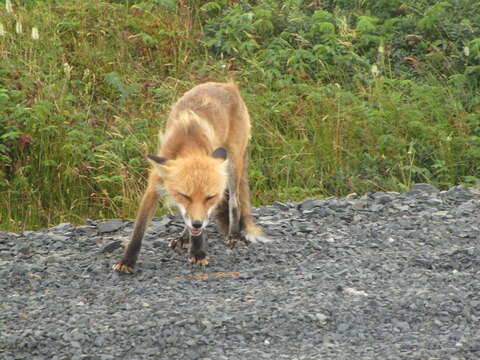 Image of Vulpes vulpes deletrix Bangs 1898